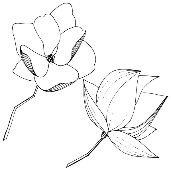 Vector Magnolia Foral kwiatów botanicznych. Czarno-biała grawerowana sztuka atramentu. Izolowany element ilustracji magnolii. — Wektor stockowy