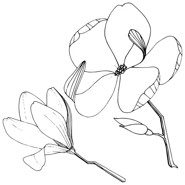 벡터 목련 포랄 식물 꽃. 흑백 잉크 아트가 새겨져 있습니다. 고립 된 목련 삽화 요소. — 스톡 벡터