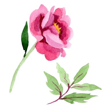 Pembe peony çiçek botanik çiçekler. Suluboya arka plan illüstrasyon küme. İzole peonies illüstrasyon öğesi.