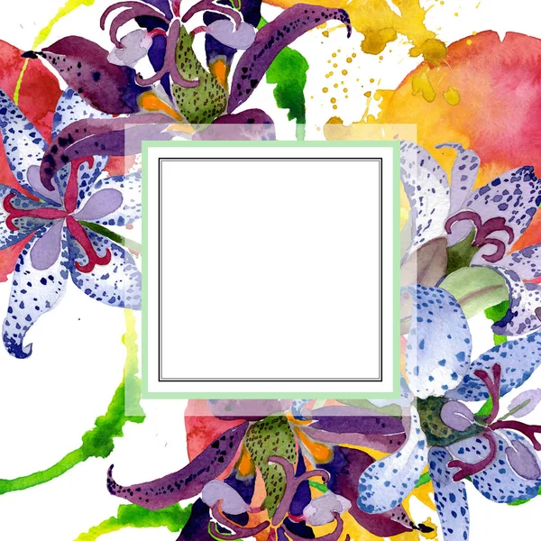 Tricirtis fiori botanici floreali. Acquerello sfondo illustrazione set. Quadrato ornamento bordo cornice . — Foto Stock
