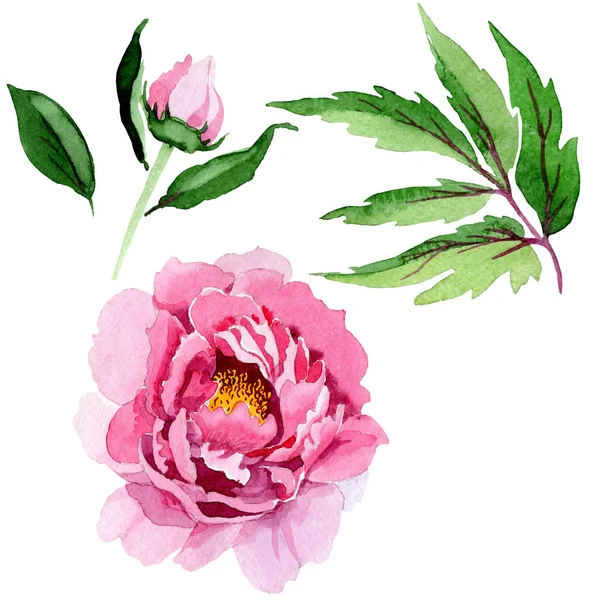 Pivoine rose fleurs botaniques florales. Ensemble d'illustration de fond aquarelle. Élément d'illustration pivoines isolées . — Photo