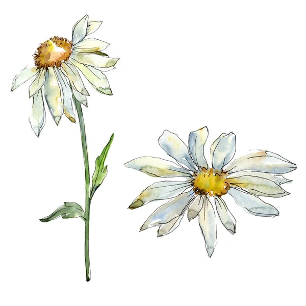 Beyaz papatya çiçek botanik çiçekler. Suluboya arka plan illüstrasyon seti. İzole papatyalar illüstrasyon elemanı. — Stok fotoğraf