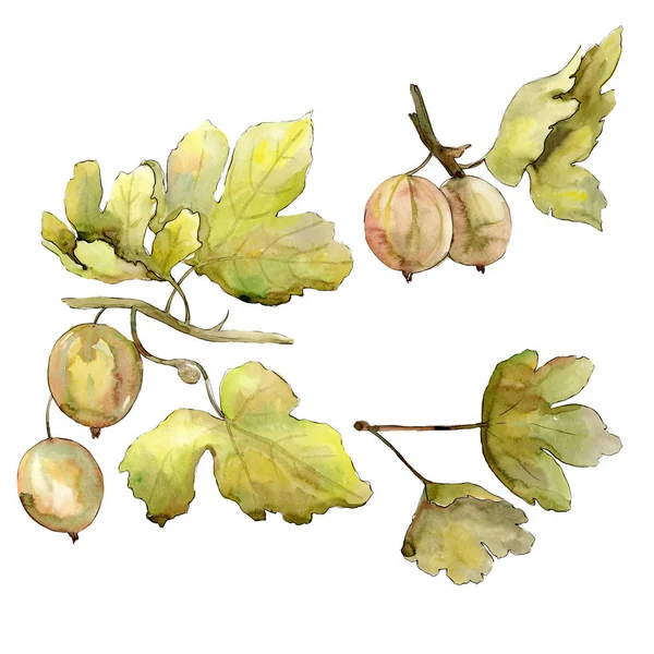 Gooseberry berry comida saudável isolado. Conjunto de ilustração de fundo aquarela. Elemento de ilustração isolado berrirs . — Fotografia de Stock