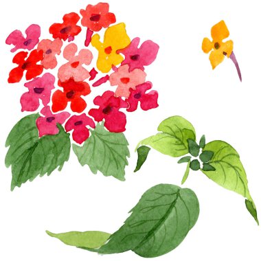 Kırmızı lantana çiçek botanik çiçekleri. Suluboya arka plan illüstrasyon seti. İzole lantana illüstrasyon elemanı.