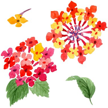 Kırmızı lantana çiçek botanik çiçekleri. Suluboya arka plan illüstrasyon seti. İzole lantana illüstrasyon elemanı.