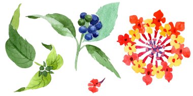 Kırmızı lantana çiçek botanik çiçekleri. Suluboya arka plan illüstrasyon seti. İzole lantana illüstrasyon elemanı.