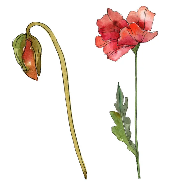 Röd vallmo blommiga botaniska blommor. Akvarell bakgrund illustration uppsättning. Isolerade vallmo illustration element. — Stockfoto