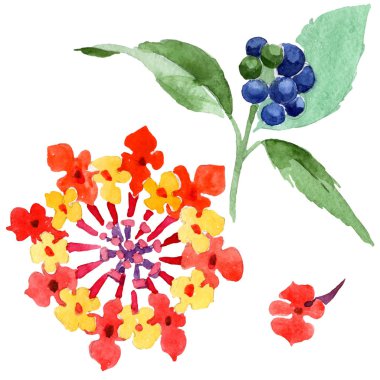 Kırmızı lantana çiçek botanik çiçekleri. Suluboya arka plan illüstrasyon seti. İzole lantana illüstrasyon elemanı.