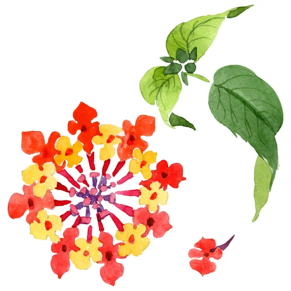 Kırmızı lantana çiçek botanik çiçekleri. Suluboya arka plan illüstrasyon seti. İzole lantana illüstrasyon elemanı.