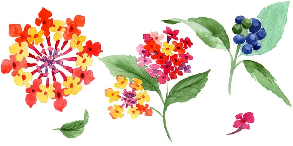 Flores botânicas florais vermelhas lantana. Conjunto de ilustração de fundo aquarela. Isolado elemento ilustração lantana . — Fotografia de Stock