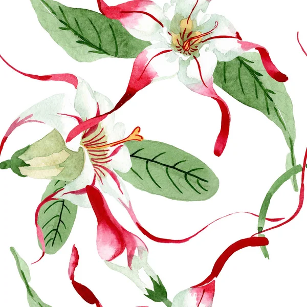 Rode witte strophantus bloemen bloemen. Aquarel achtergrond illustratie instellen. Naadloos achtergrond patroon. — Stockfoto