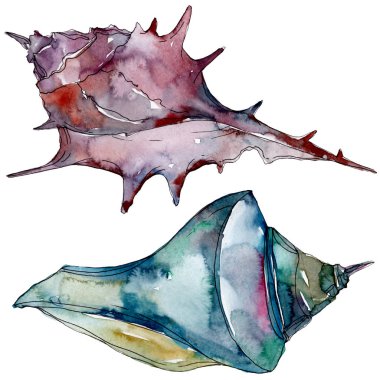 Yaz plaj deniz kabuğu tropikal sualtı elemanları. Suluboya arka plan illüstrasyon seti. Suluboya çizim moda aquarelle izole. Yalıtılmış kabuk illüstrasyon elemanı.
