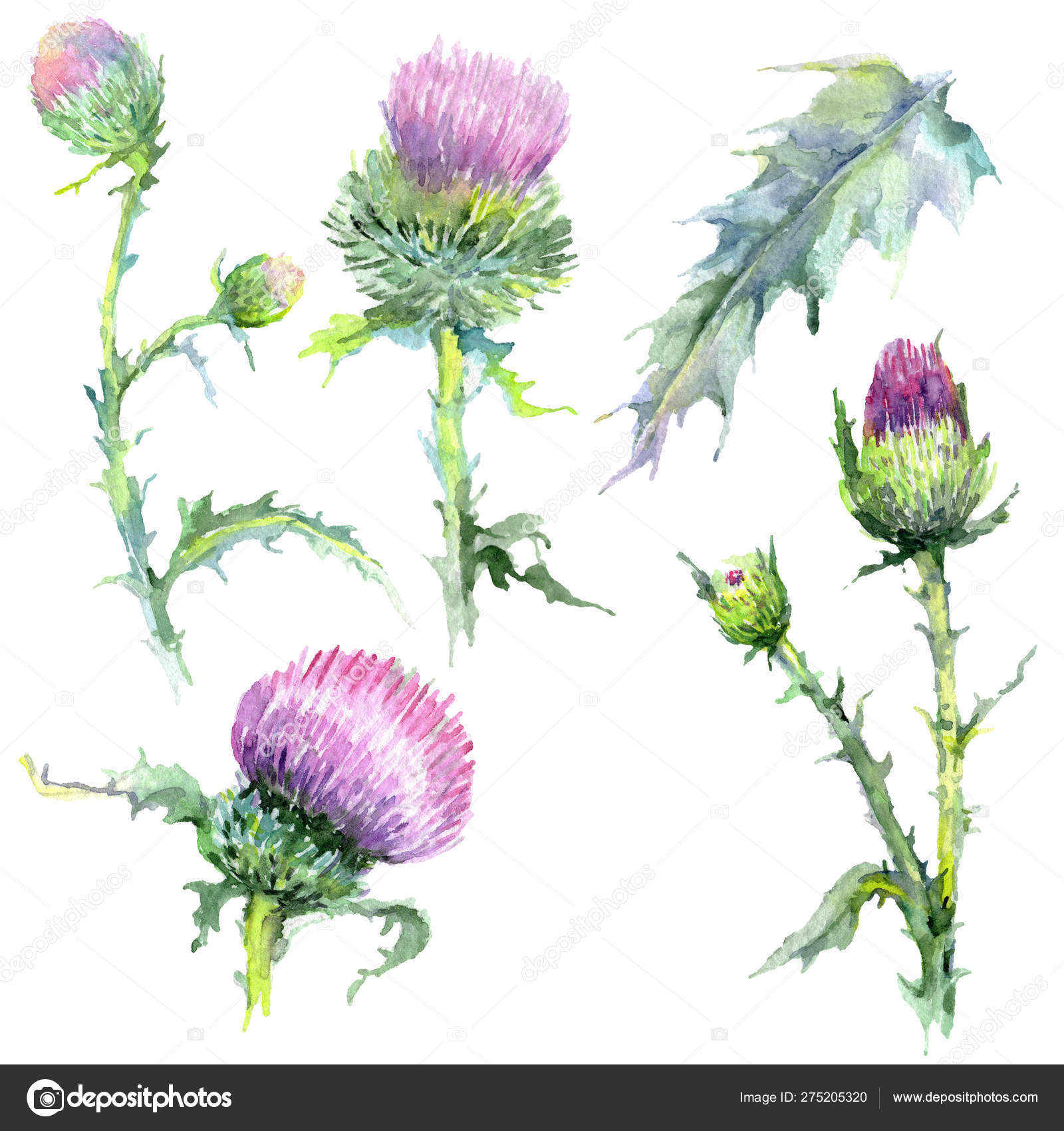 Illustration Drawing Thistle