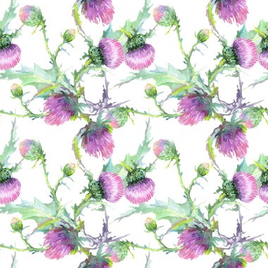 Pembe devedikeni çiçek botanik çiçekleri. Suluboya arka plan illüstrasyon seti. Kesintisiz arka plan deseni.