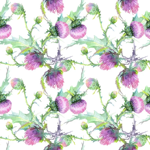 Cardo rosado flores botánicas florales. Conjunto de ilustración de fondo acuarela. Patrón de fondo sin costuras . — Foto de Stock