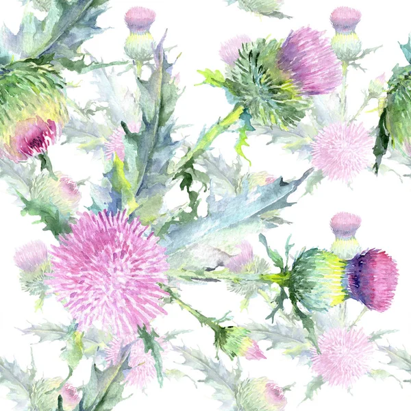 Cardo rosado flores botánicas florales. Conjunto de ilustración de fondo acuarela. Patrón de fondo sin costuras . —  Fotos de Stock