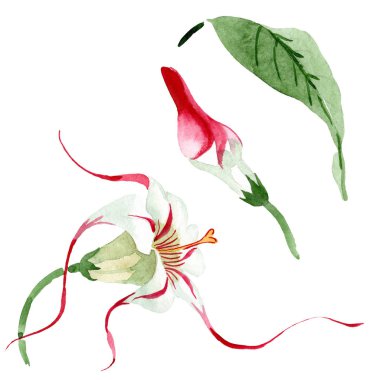 Kırmızı beyaz strophantus çiçek çiçekleri. Suluboya arka plan seti. İzole strophantus illüstrasyon elemanı.