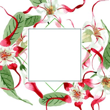 Kırmızı beyaz strophantus botanik çiçekleri. Yabani bahar yaprağı kır çiçeği. Suluboya çizim moda aquarelle izole.