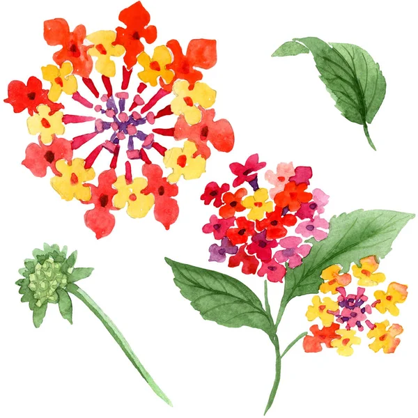 Czerwone Lantana kwiatowe kwiaty botaniczne. Akwarela zestaw ilustracji tła. Izolowany element ilustracji Lantana. — Zdjęcie stockowe