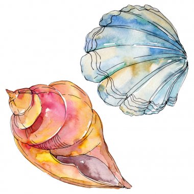 Yaz plaj deniz kabuğu tropikal sualtı elemanları. Suluboya arka plan illüstrasyon seti. Suluboya çizim moda aquarelle izole. Yalıtılmış kabuk illüstrasyon elemanı.