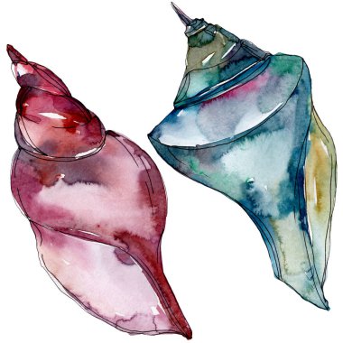 Yaz plaj deniz kabuğu tropikal sualtı elemanları. Suluboya arka plan illüstrasyon seti. Suluboya çizim moda aquarelle izole. Yalıtılmış kabuk illüstrasyon elemanı.