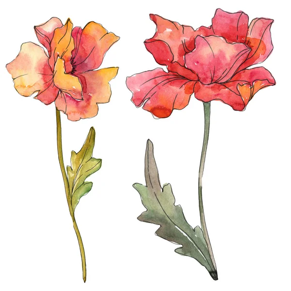 Fiori botanici floreali di papavero rosso. Acquerello sfondo illustrazione set. Elemento di illustrazione papaveri isolati . — Foto Stock