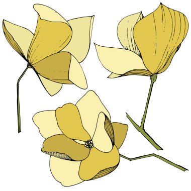 Vektör Magnolia foral botanik çiçekler. Sarı oyma mürekkep sanatı. İzole manolya illüstrasyon elemanı.