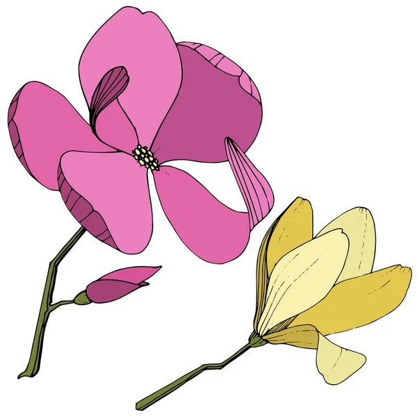 矢量玉兰为植物花。紫色和黄色雕刻油墨艺术。隔离木兰插图元件. — 图库矢量图片