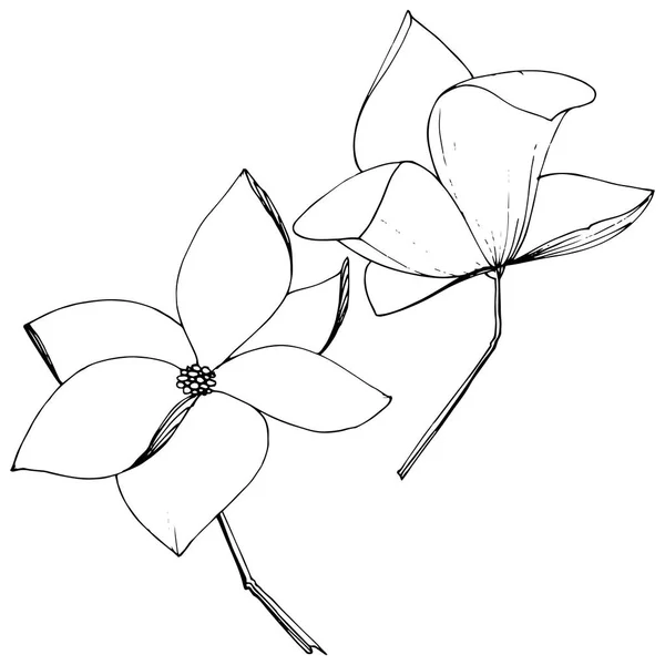 Vektorové Magnolie foralské botanické květiny. Černé a bílé ryté inkoustem. Izolovaný element Magnolia. — Stockový vektor