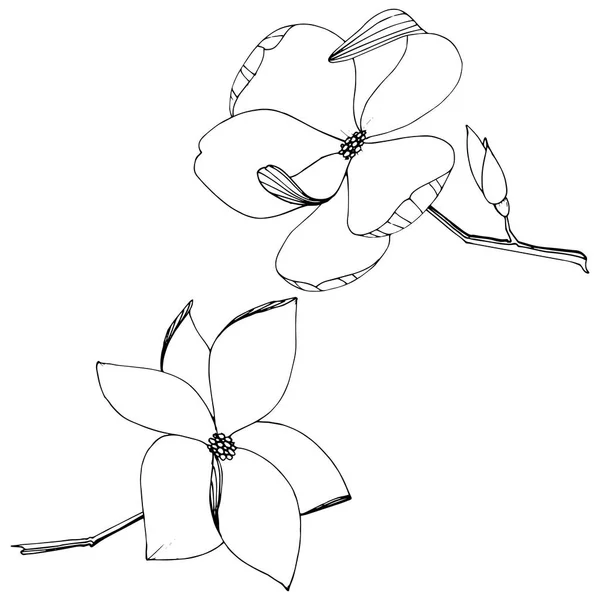 Vector Magnolia fleurs botaniques forales. Encre gravée en noir et blanc. Elément d'illustration magnolia isolé . — Image vectorielle