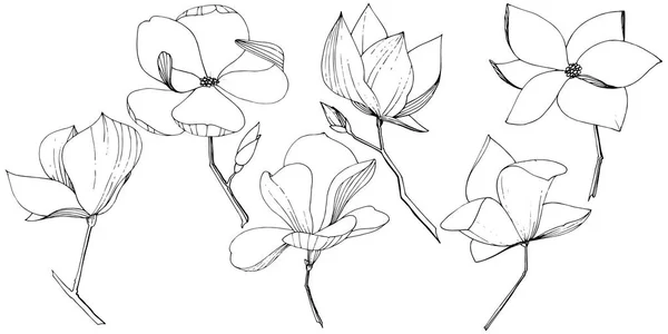 Vector Magnolia Foral botanikai virágok. Fekete-fehér vésett tinta Art. Különálló magnóliát illusztrációs elem. — Stock Vector
