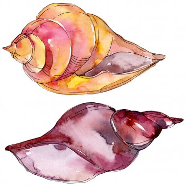 Yaz plaj deniz kabuğu tropikal sualtı elemanları. Suluboya arka plan illüstrasyon seti. Suluboya çizim moda aquarelle izole. Yalıtılmış kabuk illüstrasyon elemanı.