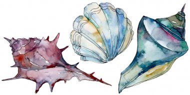 Yaz plaj deniz kabuğu tropikal sualtı elemanları. Suluboya arka plan illüstrasyon seti. Suluboya çizim moda aquarelle izole. Yalıtılmış kabuk illüstrasyon elemanı.