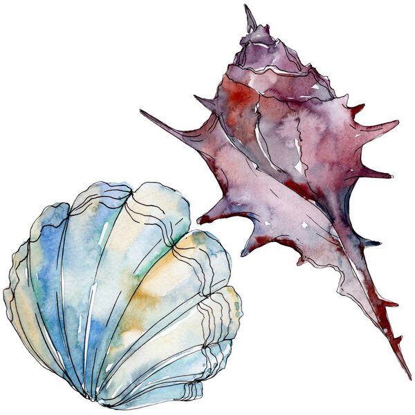 Summer beach seashell tropical underwater elements. Watercolor background illustration set. Watercolour drawing fashion aquarelle isolated. Isolated shell illustration element.