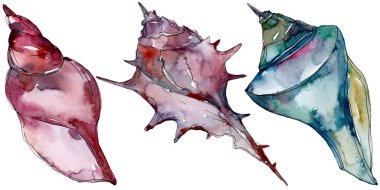 Yaz plaj deniz kabuğu tropikal sualtı elemanları. Suluboya arka plan illüstrasyon seti. Suluboya çizim moda aquarelle izole. Yalıtılmış kabuk illüstrasyon elemanı.