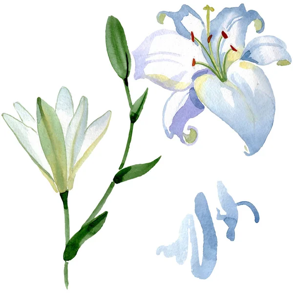 Белые Цветочные Ботанические Цветы Лилии Дикий Весенний Цветок Изолирован Набор — стоковое фото
