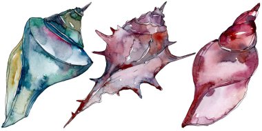 Yaz plaj deniz kabuğu tropikal sualtı elemanları. Suluboya arka plan illüstrasyon seti. Suluboya çizim moda aquarelle izole. Yalıtılmış kabuk illüstrasyon elemanı.