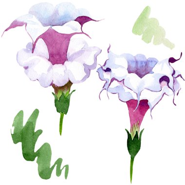 Brugmansia çiçek botanik çiçekleri. Suluboya arka plan illüstrasyon seti. İzole brugmansia illüstrasyon elemanı.