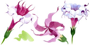 Brugmansia çiçek botanik çiçekleri. Suluboya arka plan illüstrasyon seti. İzole brugmansia illüstrasyon elemanı.