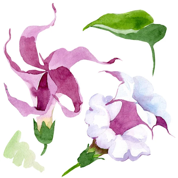 Brugmansia kwiatowy kwiatów botanicznych. Akwarela zestaw ilustracji tła. Izolowane Brugmansia element ilustracji. — Zdjęcie stockowe