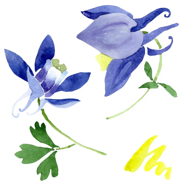 Голубые цветочные ботанические цветы. Акварельный набор фона. Изолированный элемент иллюстрации аквилекии . — стоковое фото
