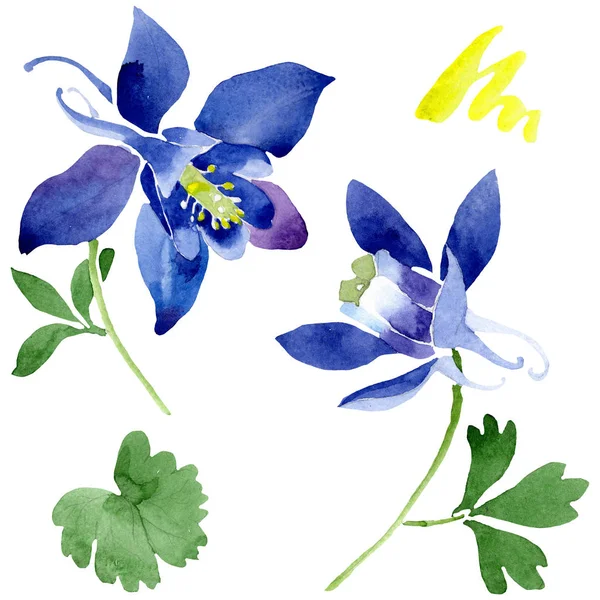 Azul aquilegia flores botánicas florales. Conjunto de fondo acuarela. Elemento de ilustración aquileqia aislado . — Foto de Stock