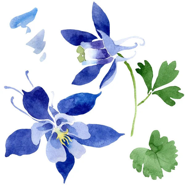 Azul aquilegia flores botânicas florais. Conjunto de fundo aquarela. Elemento de ilustração aquileqia isolado . — Fotografia de Stock