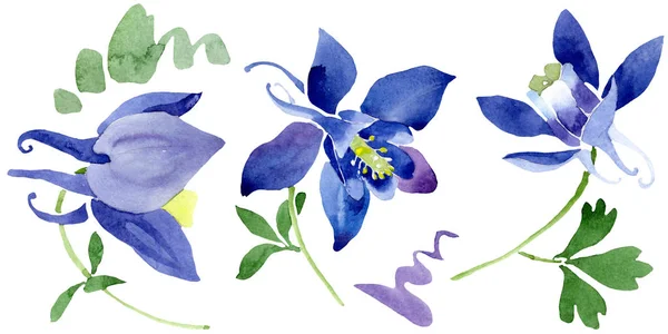 Niebieski Aquilegia kwiatowy kwiatów botanicznych. Zestaw tła akwarelowego. Izolowane aquileqia element ilustracji. — Zdjęcie stockowe