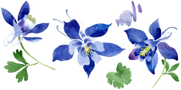 블루 aquilegia 꽃 식물 꽃입니다. 수채화 배경 세트입니다. 격리된 아킬레키아 일러스트 요소. — 스톡 사진