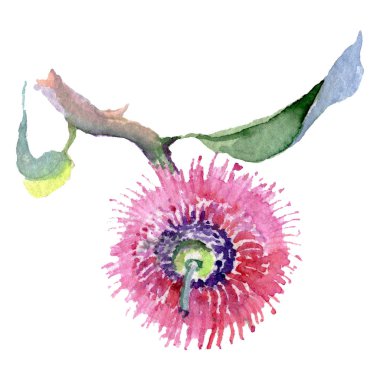 Okaliptus çiçek botanik çiçek. Suluboya arka plan illüstrasyon seti. İzole okaliptus illüstrasyon elemanı.