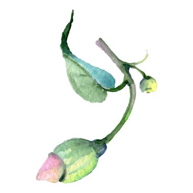 Okaliptus çiçek botanik çiçek. Suluboya arka plan illüstrasyon seti. İzole okaliptus illüstrasyon elemanı.