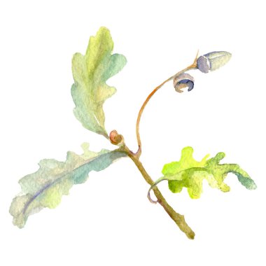 Orman meşe palamudu yeşil yaprak ve fındık. Suluboya arka plan illüstrasyon seti. Yalıtılmış meşe illüstrasyon elemanı.