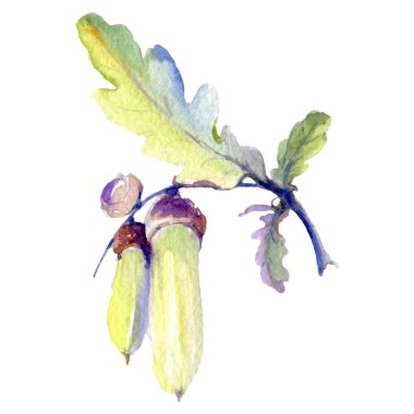 Orman meşe palamudu yeşil yaprak ve fındık. Suluboya arka plan illüstrasyon seti. Yalıtılmış meşe illüstrasyon elemanı.