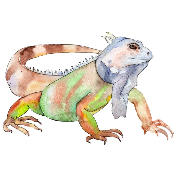 Animal exotique animal sauvage dans un style aquarelle. Jeu d'illustration de fond. Elément d'illustration reptilia isolé . — Photo